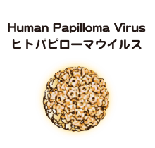 ヒトパピローマウイルス（Human Papilloma Virus）