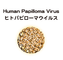 ヒトパピローマウイルス(Human Papilloma Virus)