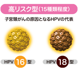 高リスク型（15種類程度）| 子宮頸がんの原因となるHPVの代表 | HPV 16型・HPV 18型