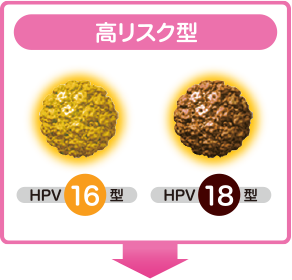 高リスク型 | HPV 16型・HPV 18型