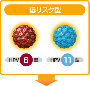 低リスク型 | HPV 6型・HPV 11型