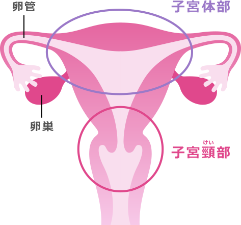 子宮ってなに?:子宮体部 | 子宮頸部 | 卵管 | 卵巣