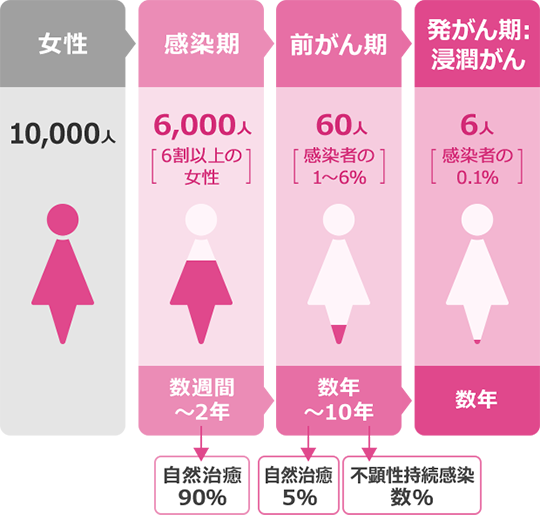 子宮頸がんへ進行する割合 | 女性:10,000人 → 感染期:6,000人(6割以上の女性)- 数週間~2年(自然治癒90%)→ 前がん期:60人(感染者の1~6%)- 数年~10年(自然治癒5%,不顕性持続感染数%)→ 発がん期 - 浸潤がん:6人(感染者の0.1%)- 数年