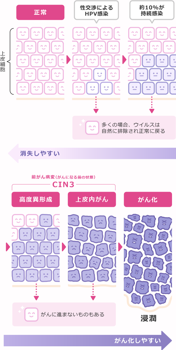 表:上皮細胞 | 正常→性交渉によるHPV感染(多くの場合、ウイルスは自然に排除され正常に戻る)→約10%が持続感染(多くの場合、ウイルスは自然に排除され正常に戻る)→高度異形成(がんに進まないものもある)→上皮内がん(がんに進まないものもある)→がん化(浸透)| 正常なほど - 消失しやすい~がん化にいくほど - がん化しやすい