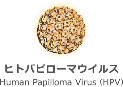ヒトパピローマウイルス Human Papilloma Virus(HPV)