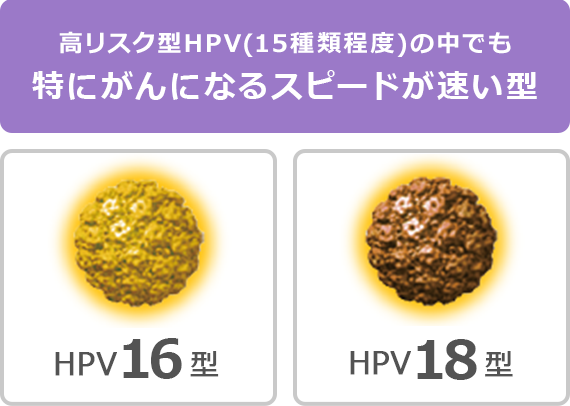 高リスク型HPV（15種類程度）の中でも特にがんになるスピードが速い型 | HPV16型 | HPV18型