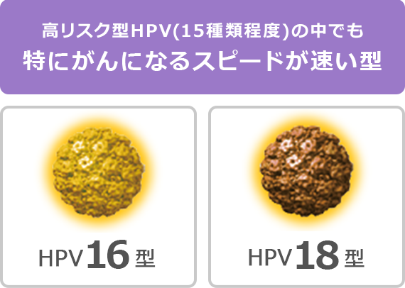 高リスク型HPV(15種類程度)の中でも特にがんになるスピードが速い型 | HPV16型 | HPV18型