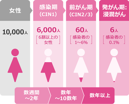 子宮頸がんへ進行する割合 | 女性：10,000人 → 感染期(CIN1)：6,000人（6割以上の女性）- 数週間～2年 → 前がん期(CIN2/3)：60人（感染者の1～6%）- 数年～10数年 → 発がん期:浸潤がん - 6人（感染者の0.1%）- 数年以上