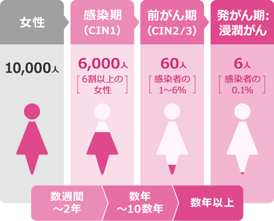 子宮頸がんへ進行する割合 | 女性:10,000人 → 感染期(CIN1):6,000人(6割以上の女性)- 数週間~2年 → 前がん期(CIN2/3):60人(感染者の1~6%)- 数年~10数年 → 発がん期:浸潤がん - 6人(感染者の0.1%)- 数年以上