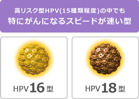 高リスク型HPV（15種類程度）の中でも特にがんになるスピードが速い型 | HPV16型 | HPV18型